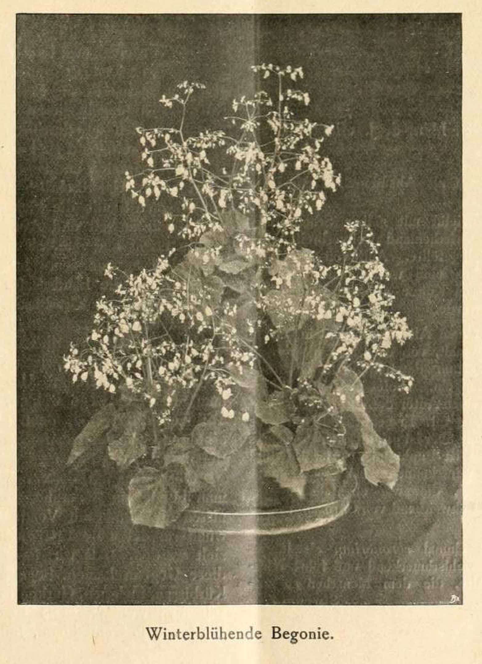 B. ‘Winterblühende’
